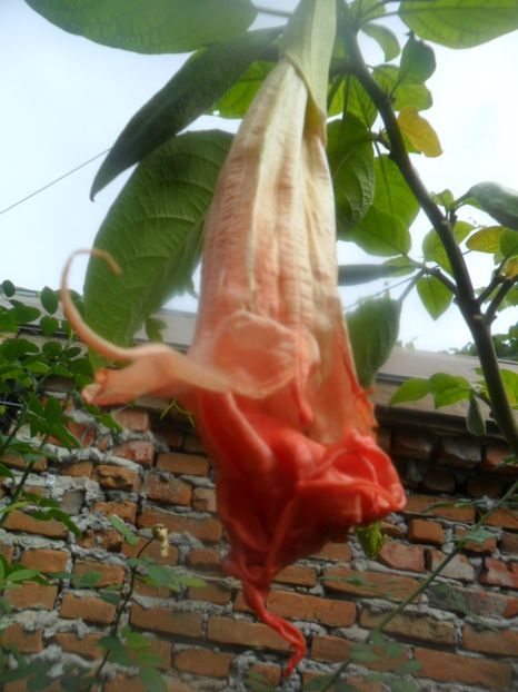  - brugmansii 2018 2