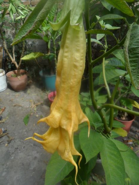  - brugmansii 2018 2