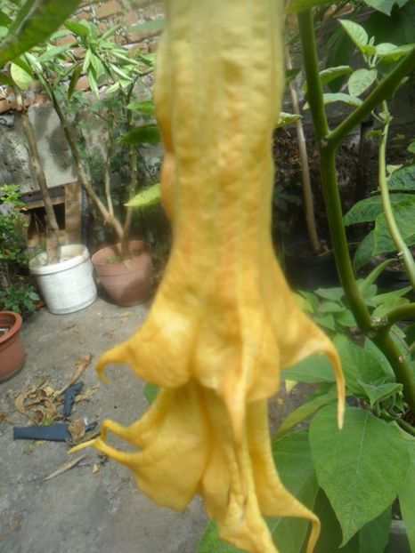  - brugmansii 2018 2
