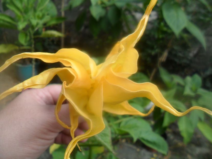  - brugmansii 2018 2