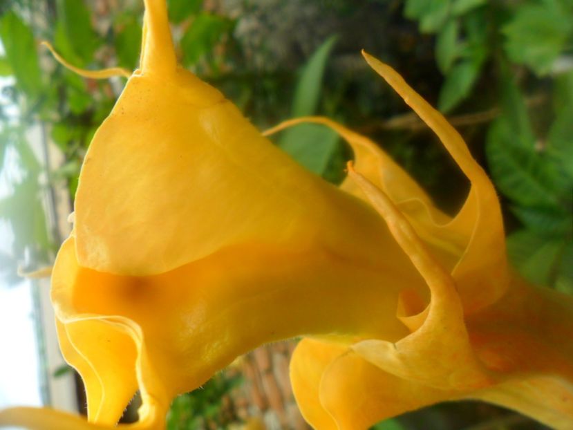  - brugmansii 2018 2