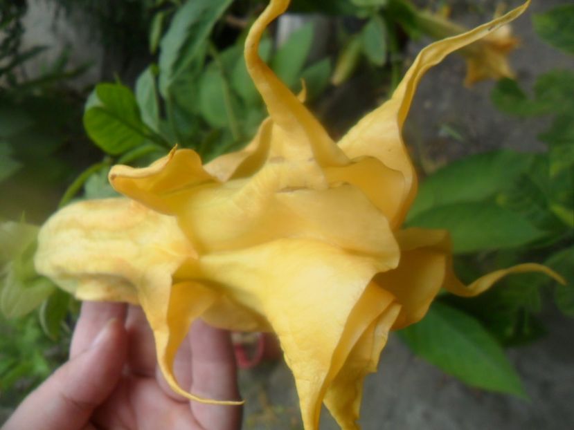  - brugmansii 2018 2