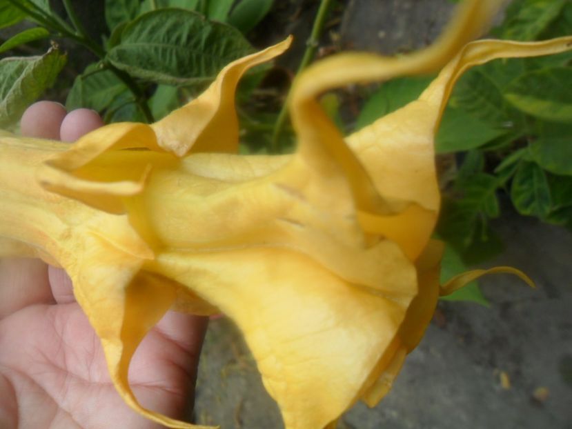  - Angells Endells Summer