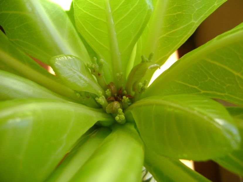 Brighamia insignis, boboci - Caudiciforme si bulbi 2018
