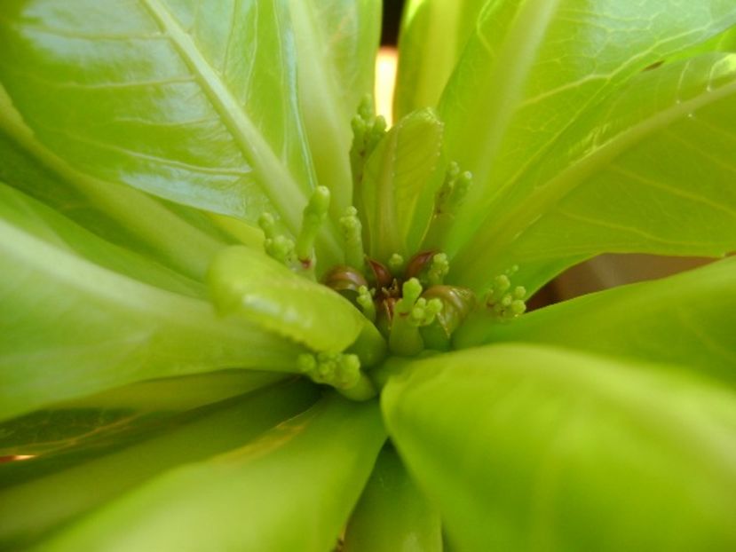 Brighamia insignis, boboci - Caudiciforme si bulbi 2018