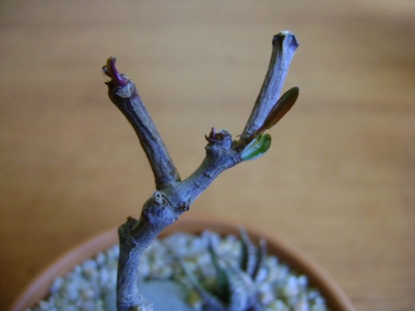Petopentia natalensis - Caudiciforme si bulbi 2018