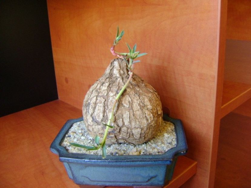 Euphorbia trichadenia - Caudiciforme si bulbi 2018
