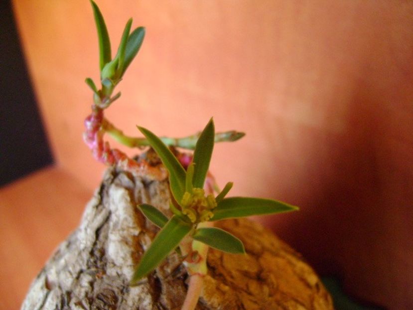 Euphorbia trichadenia - Caudiciforme si bulbi 2018