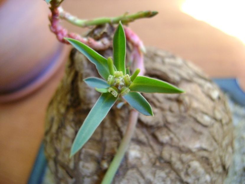 Euphorbia trichadenia - Caudiciforme si bulbi 2018