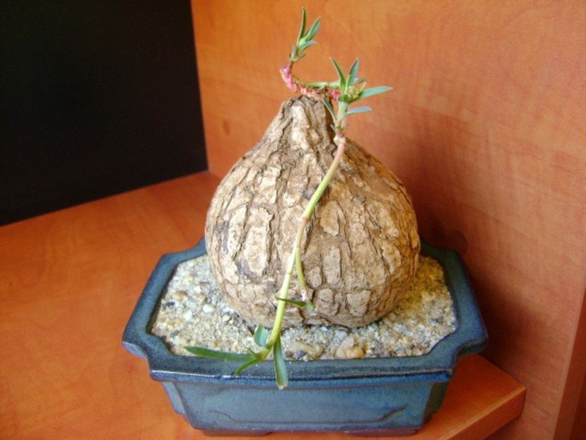 Euphorbia trichadenia - Caudiciforme si bulbi 2018