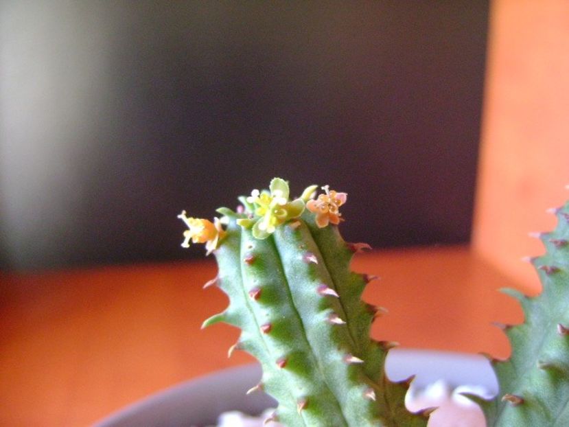 Euphorbia tubiglans - Caudiciforme si bulbi 2018