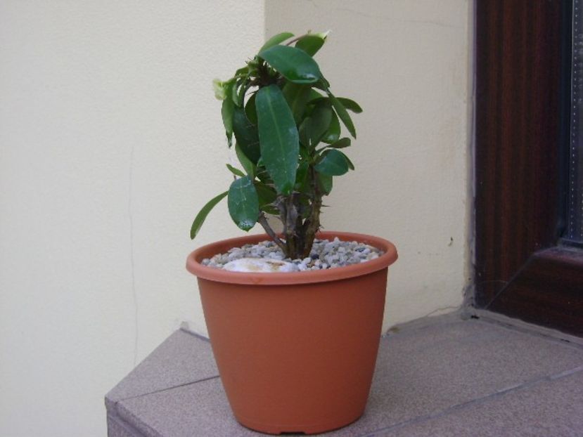 Euphorbia milii white - Suculente 2018