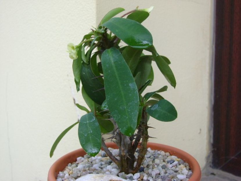 Euphorbia milii white - Suculente 2018