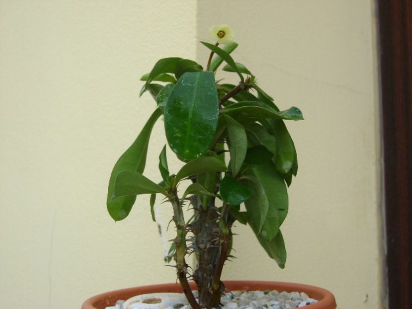 Euphorbia milii white - Suculente 2018