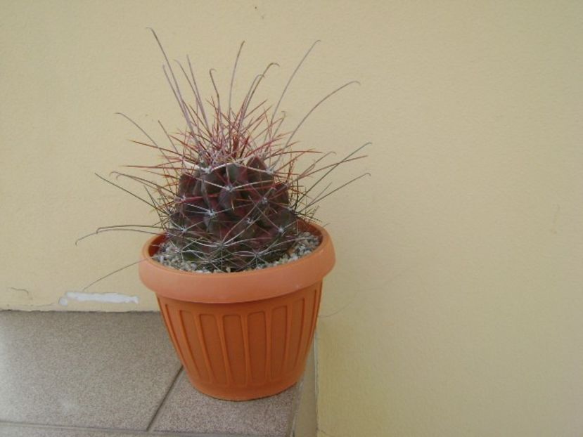 Hamatocactus (Ferocactus) hamatacanthus - Cactusi 2018 continuare