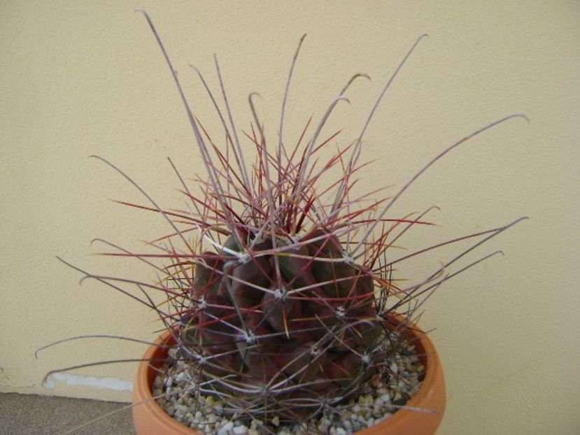 Hamatocactus (Ferocactus) hamatacanthus - Cactusi 2018 continuare