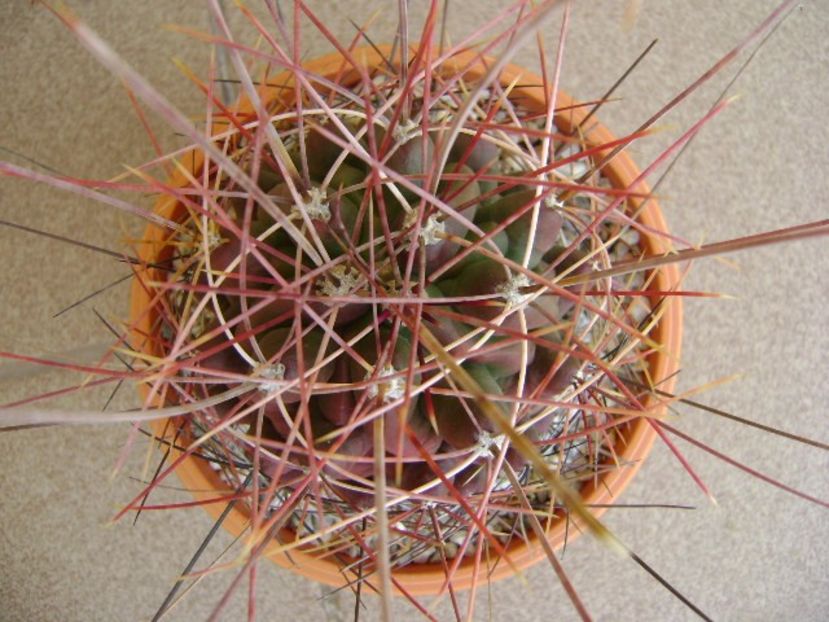 Hamatocactus (Ferocactus) hamatacanthus - Cactusi 2018 continuare