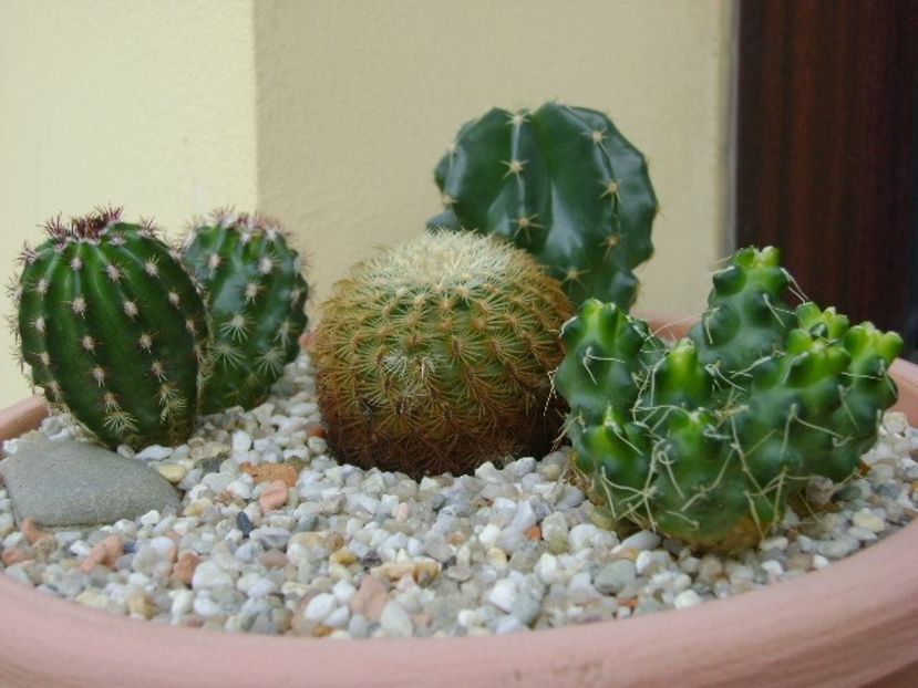Grup de 5 Echinocereus - Cactusi 2018 continuare