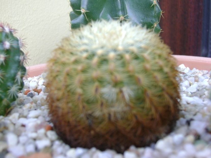 Echinocereus carmenensis (Echinocereus viridiflorus ssp. correllii) - Cactusi 2018 continuare