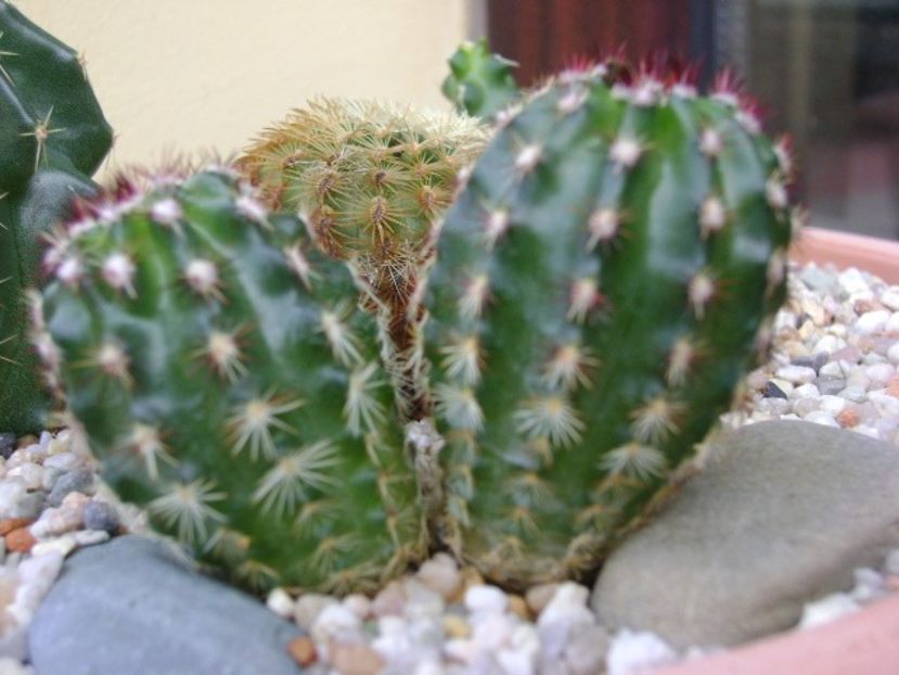 Echinocereus fitchii - Cactusi 2018 continuare