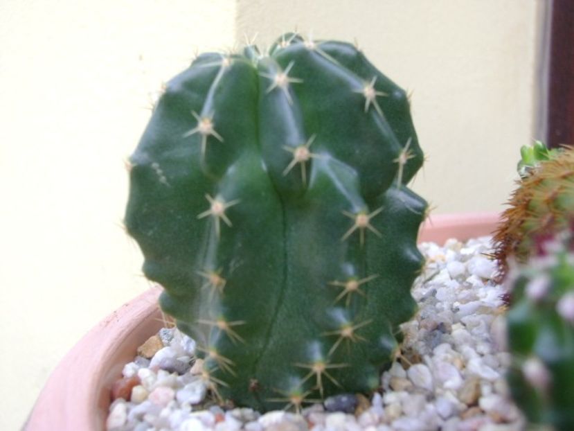 Echinocereus subinermis - Cactusi 2018 continuare