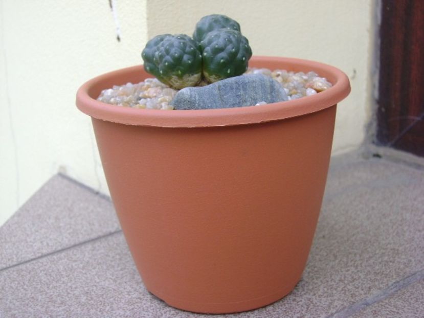 Puna bonnieae f. inermis (Maihueniopsis bonnieae) - Cactusi 2018 continuare