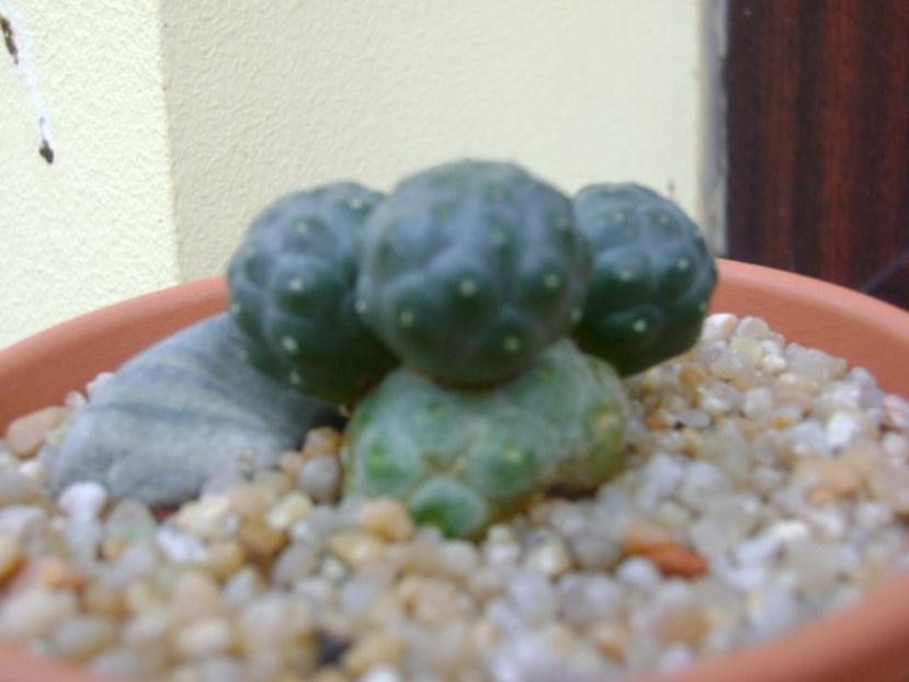 Puna bonnieae f. inermis (Maihueniopsis bonnieae) - Cactusi 2018 continuare