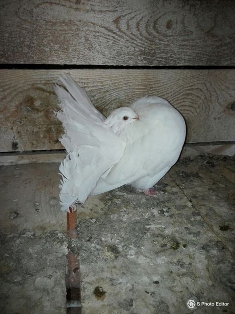 SPhotoEditor-20180923_170445 - prima serie de pui 2018