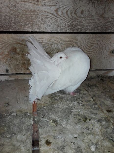  - prima serie de pui 2018