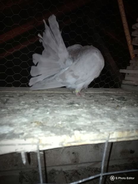 SPhotoEditor-20180921_200218 - prima serie de pui 2018