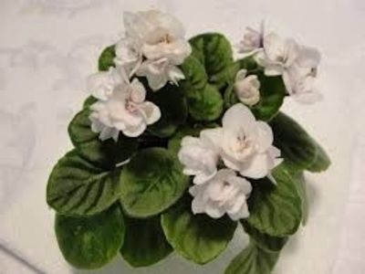 BALLET SNOW CONE-rez - provizoriu