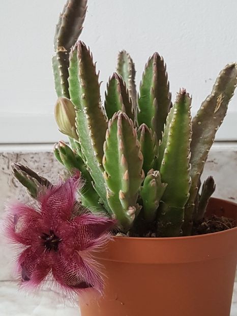 Stapelia hirsuta - Stapeliade 2018-2021-2022