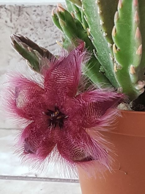 Stapelia hirsuta - Stapeliade 2018-2021-2022