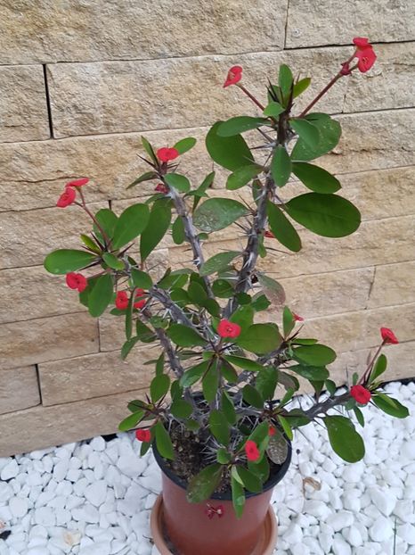 Euphorbia milli - Cactusi si plante suculente 2017-2018-2019