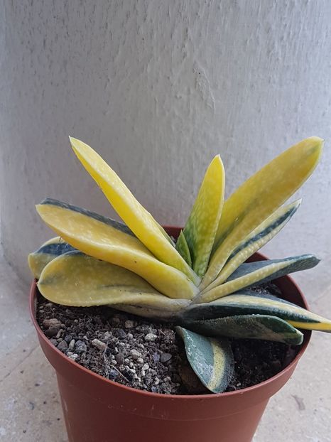 Gasteria variegata - Cactusi si plante suculente 2017-2018-2019