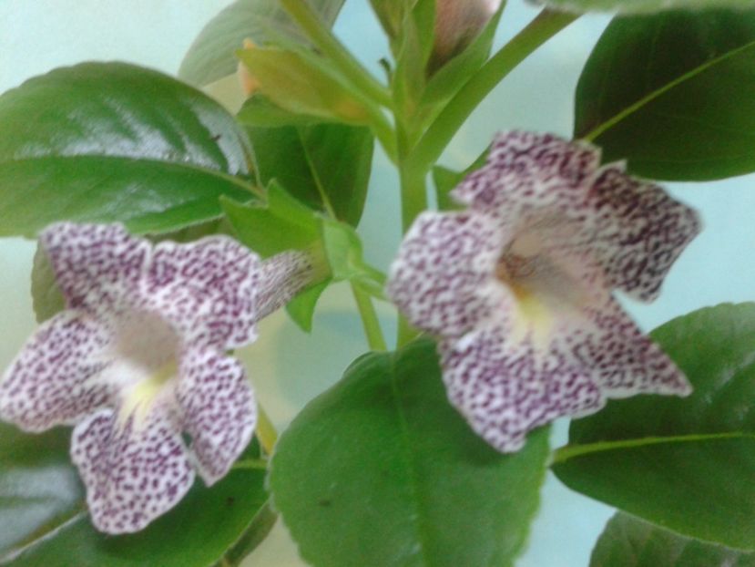 Fotografie0170 - ACHIMENES 2018 si alte FLORI