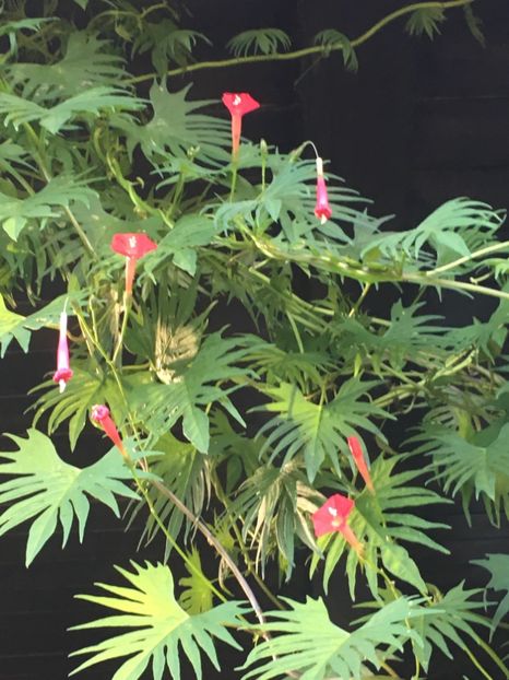 077D5027-3176-4972-82A0-2684BC6FA47B - Septembrie 2018