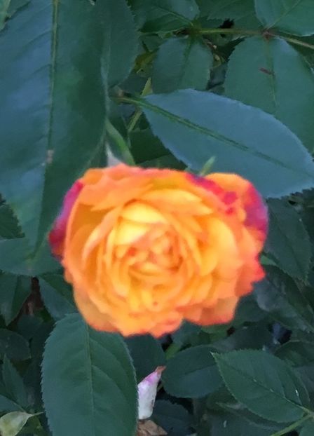 D36FDB46-0D90-4210-BCFF-2A5F767CE7D6 - Septembrie 2018