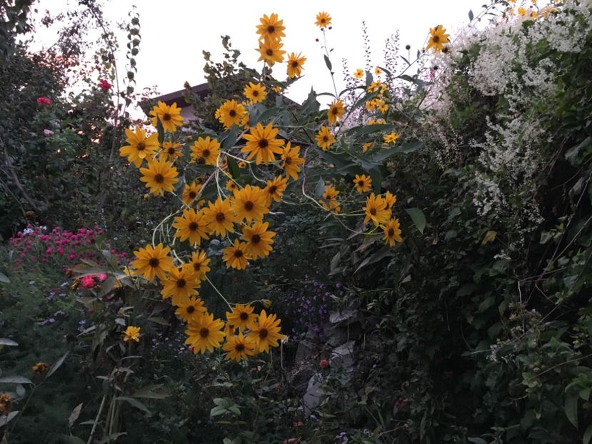 8CD2193A-648E-4A6B-9B1B-4492B8471B02 - Septembrie 2018