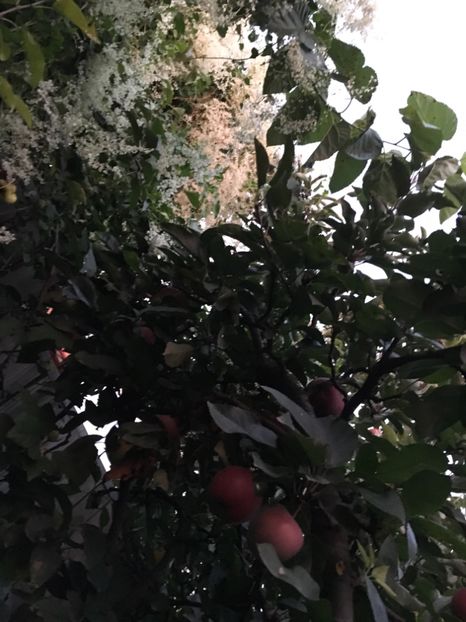 B02D216E-287F-41DD-9207-2B981CC64979 - Septembrie 2018