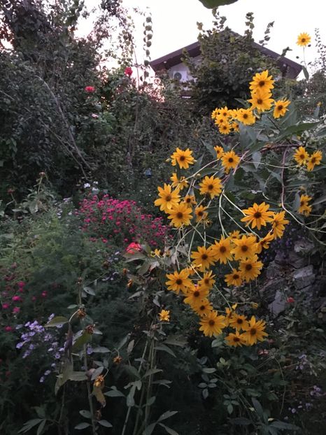 9C51B599-CCE7-450C-BE39-00C57939DAD9 - Septembrie 2018