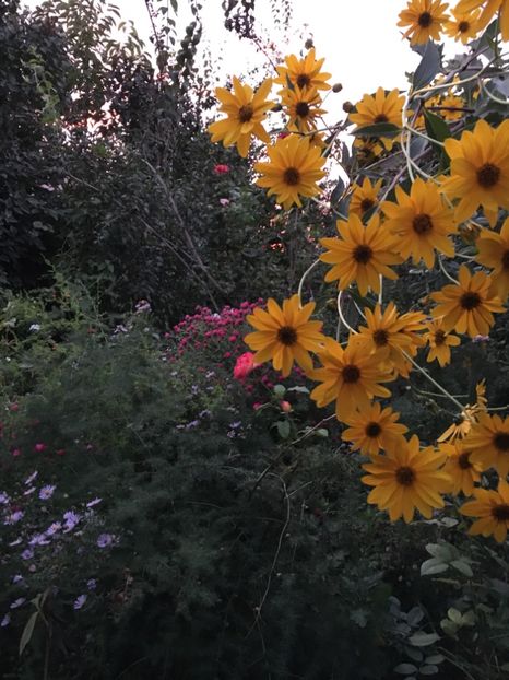 0EAE11AD-D370-4DCB-B907-9FFB88A3B615 - Septembrie 2018