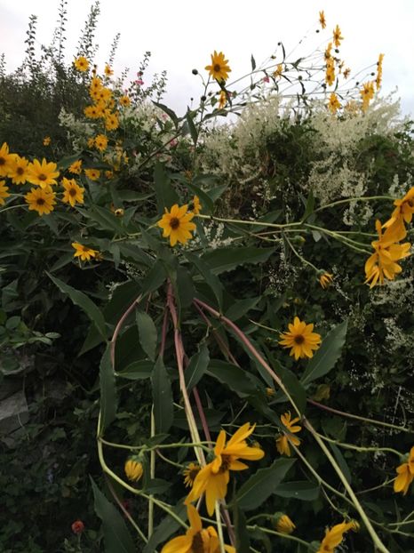 1457DB5F-0F7B-412B-A571-EA2053F4D6BD - Septembrie 2018