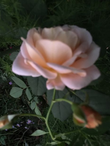 4F4441A8-AA60-4A34-A13C-38EF1C351AB2 - Septembrie 2018