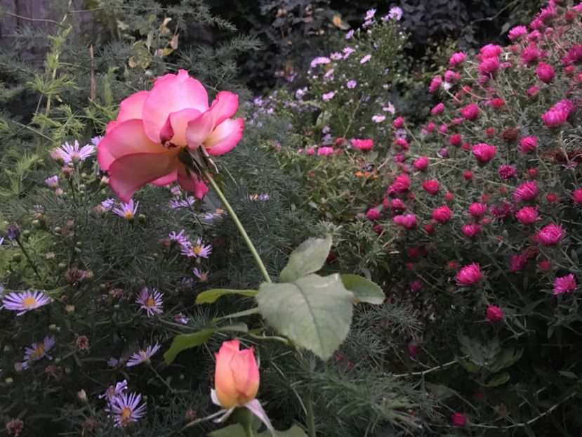 3B99C639-6588-4B1E-8B5B-7ED49953013D - Septembrie 2018