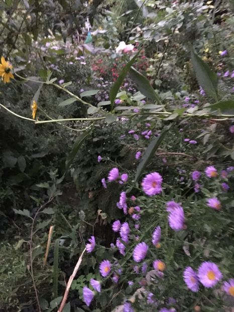 2730F8D9-B930-4C0F-9C71-4580F07446DD - Septembrie 2018