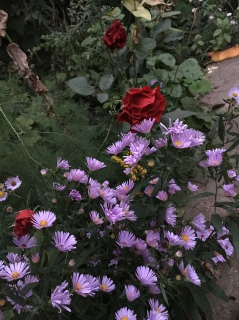 51CD614F-F8AB-4C9A-A5B2-AA843C4D1B3A - Septembrie 2018