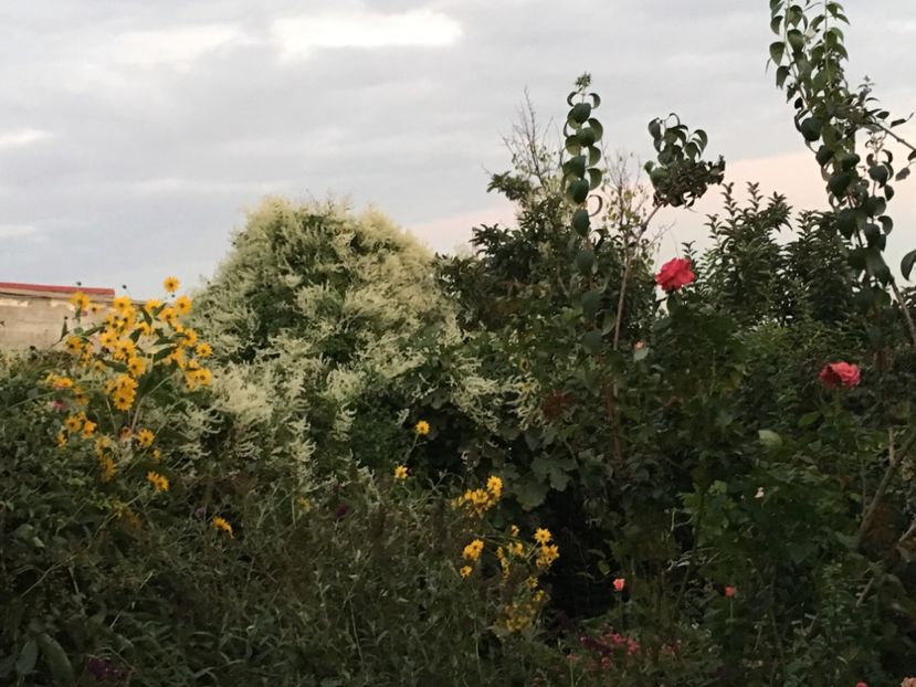 B840B476-783F-416C-8127-21F48ADAF7F7 - Septembrie 2018