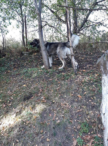  - Novac de pe Somes - Ciobanesc Romanesc Carpatin
