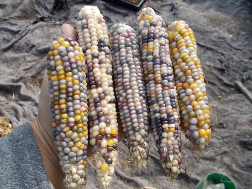  - SEMINTE PORUMB POPCORN - P 18